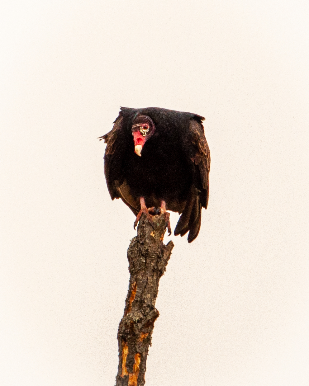 turkey-vulture