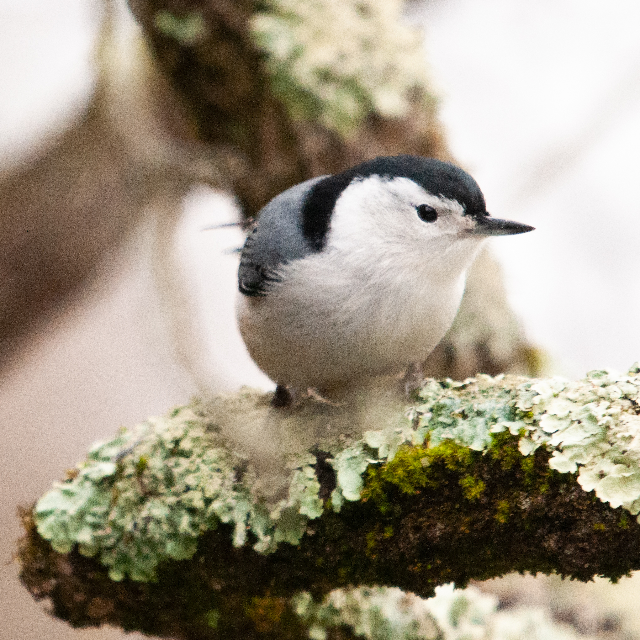 Chickadee