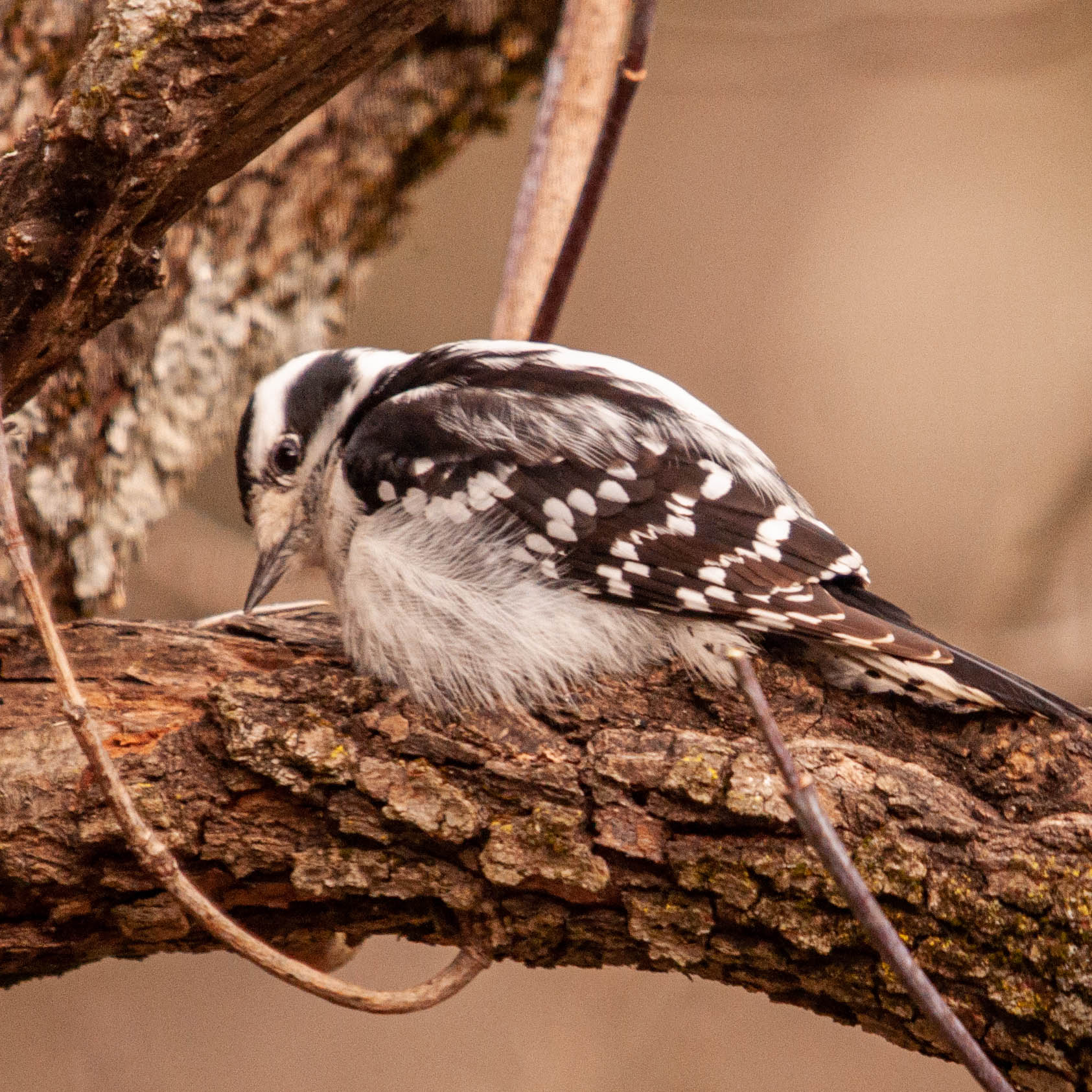 Downy-Woodpecker