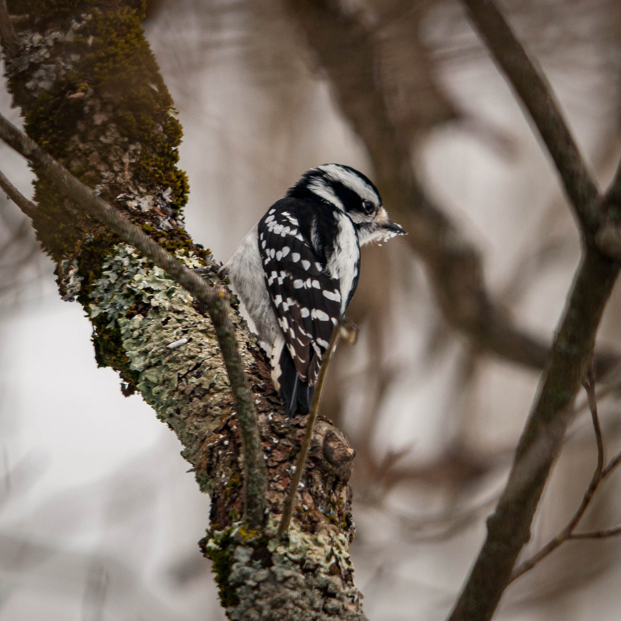 Downy Woodpecker